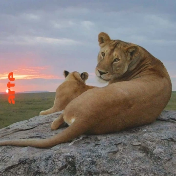 Serengeti - La grande cavalcade des animaux Les trônes des fauves