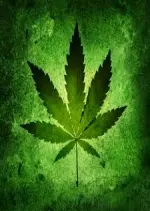 Cannabis Quelle bonne politique