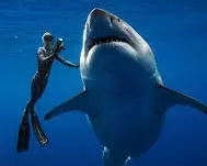 (Femmes de la mer) Au secours du grand Requin Blanc