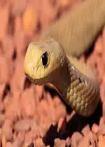 Taïpan, le serpent le plus venimeux au monde