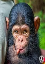 L'odyssée des primates - E01 Asie -