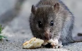 Les rats des villes- Tout un monde !