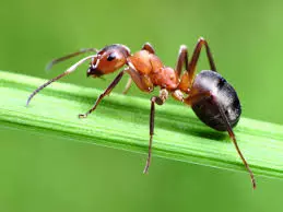Au royaume des fourmis - Naissance d'une fourmilière