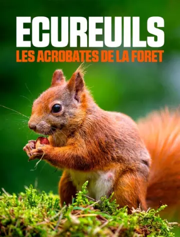 Écureuils, les acrobates de la forêt