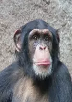 L'évolution en marche - Les chimpanzés à la conquête de la savane