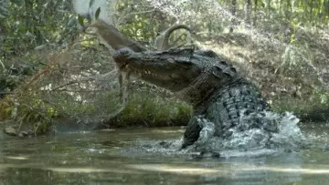 Le plus grand crocodile du monde