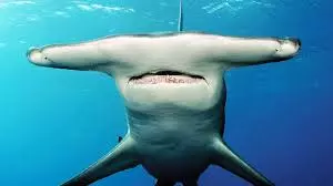 Le sourire du requin-marteau