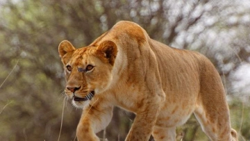 Serengeti - La grande cavalcade des animaux Luttes de pouvoir