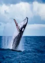 Le chant de la baleine