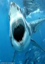 Fantômes des grands fonds: Requins des profondeurs