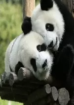 La Vallée Des Pandas